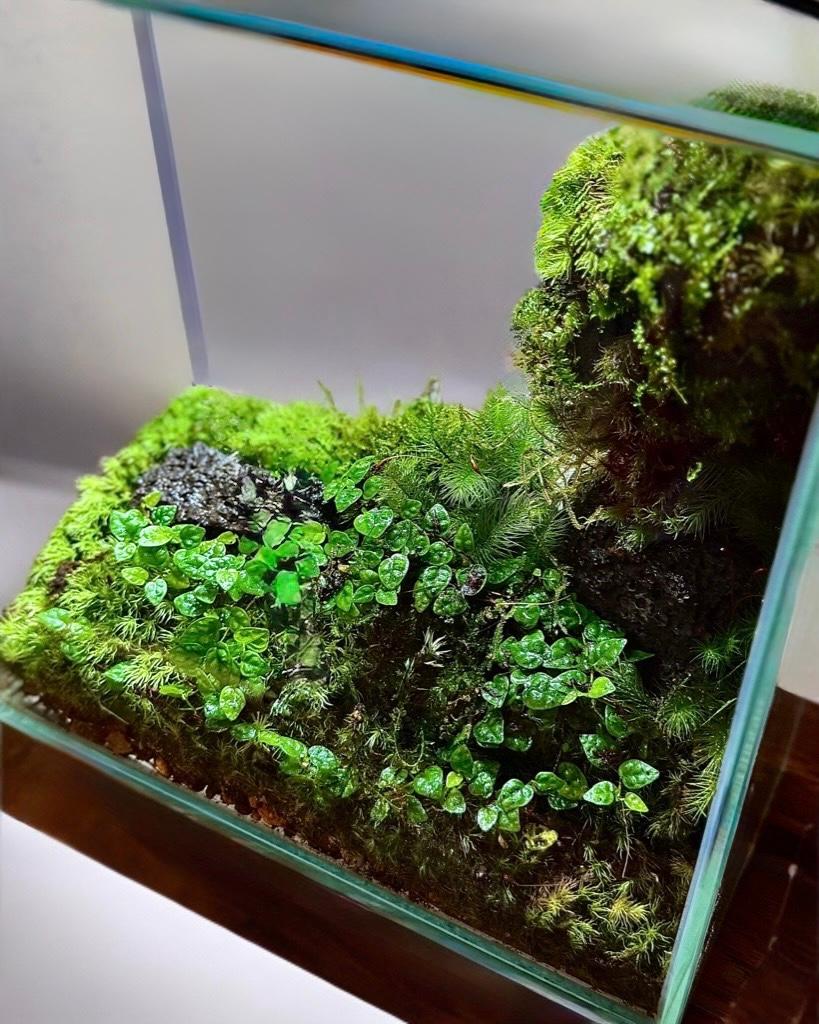 ［NEW！］フィカス・プミラが美しい立体苔テラリウム立体感クール和モダン存在感デザイナーズインテリア古民家ミニマル