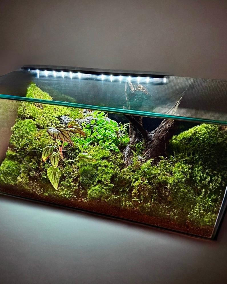 ［ライト付き］ベゴニアの苔テラリウム鮮やかエキゾチック中性的ミニマル店舗装飾リビング寝室モダンインテリア癒しクール一点物